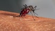 Imagem de População do mosquito transmissor da dengue está a aumentar na Madeira (Áudio)