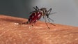 População do mosquito transmissor da dengue está a aumentar na Madeira (Áudio)