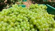 Imagem de Casas de vinho compraram este ano toda a produção de uvas (vídeo)