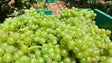 Casas de vinho compraram este ano toda a produção de uvas (vídeo)