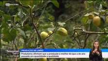 Imagem de Produtores de limão garantem que produção «está bem melhor» (vídeo)