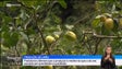 Imagem de Produtores de limão garantem que produção «está bem melhor» (vídeo)
