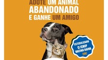 Adoção de animais sábado no Jardim Municipal