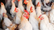 Imagem de Portugal sem registo de casos de gripe das aves em humanos