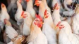 Portugal sem registo de casos de gripe das aves em humanos