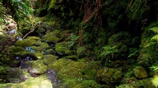 Imagem de Projeto governamental dá atenção à limpeza das ribeiras (Vídeo)