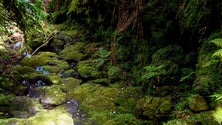 Projeto governamental dá atenção à limpeza das ribeiras (Vídeo)