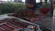Vendedores de castanhas queixam-se do elevado preço de custo pedido pelos produtores (Vídeo)