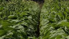 Já não há produção de tabaco nos Açores