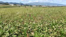 A Associação Agrícola de São Miguel assinalou o Dia Nacional da Agricultura (Vídeo)