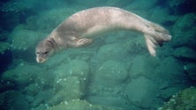 Imagem de Lobo Marinho encontrado com ferimentos