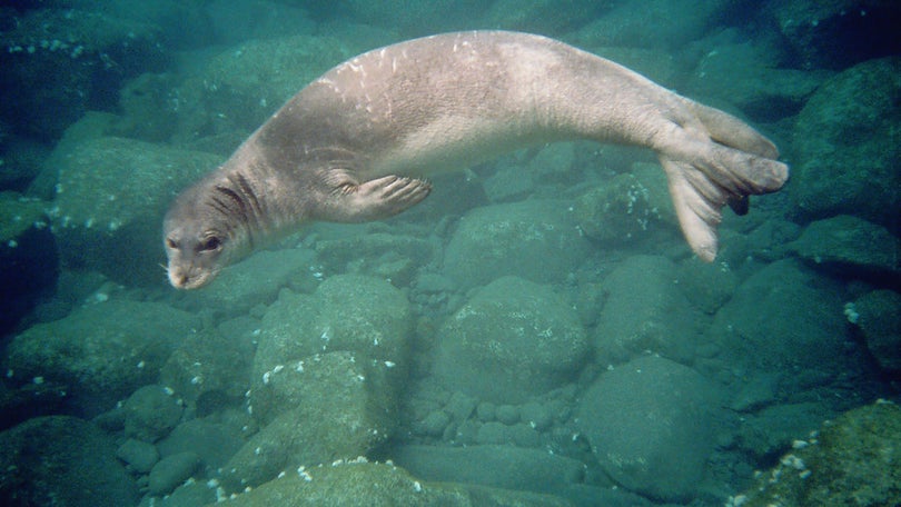 Imagem de Lobo Marinho encontrado com ferimentos