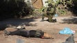 Imagem de Subiu para 2.670 número de mortos na Faixa de Gaza
