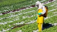 Madeira, Açores, Canárias e Cabo Verde investigam químicos na agricultura