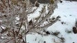 Neve pode cair nos pontos mais altos da Madeira