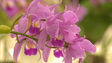 Exposição de Flores mostra orquídeas (vídeo)