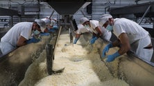 Imagem de Governo açoriano vai apoiar agricultores que não têm a quem entregar leite para queijo