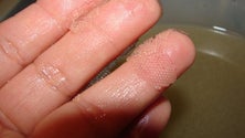 Imagem de 600 mil juvenis de dourada produzidos na Calheta
