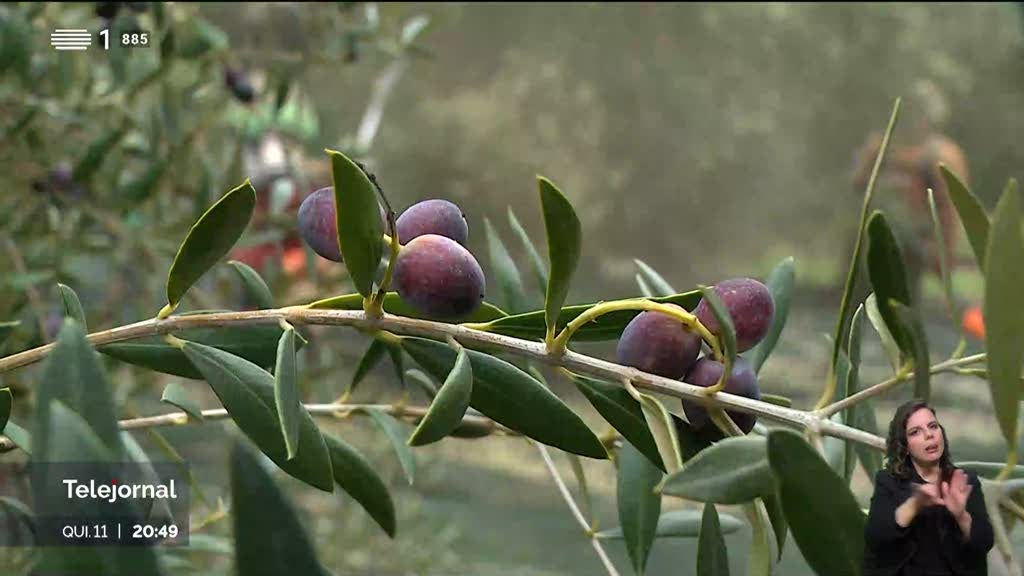 Apreendidas 15 toneladas de azeitona roubada no Alentejo