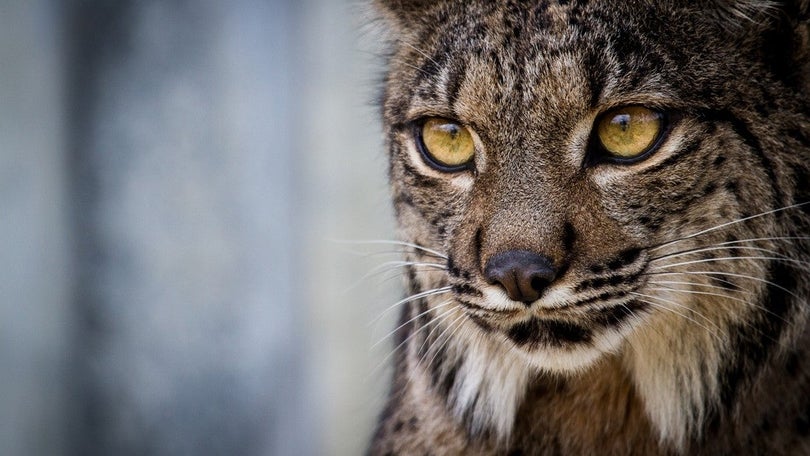 Sete linces libertados este ano em Portugal