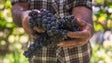 Imagem de Doença da vinha preocupa produtores regionais