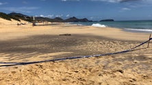 Imagem de Instituto de Florestas pede voluntários para vigiar lobo-marinho