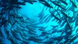 Imagem de Rações usadas na aquacultura podem prejudicar o ecossistema (Vídeo)