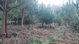 Campanha previne corte ilegal de árvores nas serras