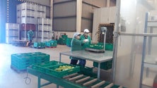 Imagem de Centro Hortofrutícola de Santana duplicou escoamento (Vídeo)