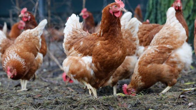 Criadores obrigados a registar galinhas poedeiras