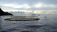 Empresa de maricultura prepara-se para produzir mais de 700 toneladas