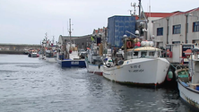 Pesca de atum rabilho cresce nos Açores (Vídeo)