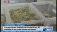Imagem de Projetos madeirenses captam 5,5 milhões de fundos europeus (Vídeo)