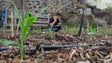 Universidade da Madeira está a investigar soluções para recuperar solos degradados (vídeo)