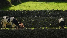 Imagem de Feira Agrícola e Comercial da Horta está de regresso (Vídeo)