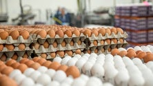Imagem de Produção de ovos aumentou