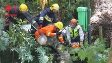 Imagem de Relatório aponta “bom estado global” do carvalho que caiu no Monte