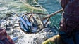 Portugal e Espanha apresentaram plano conjunto para pesca