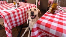 Imagem de República aprova entrada de animais de estimação nos restaurantes