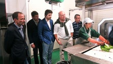 Imagem de PSD garante que produtores de banana têm acesso a todo o processo de embalamento