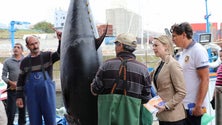 Imagem de Cláudia Monteiro de Aguiar quer reforço de verbas para a frota de pesca