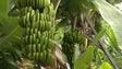 Imagem de GESBA destaca produção recorde de banana (vídeo)