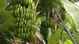 GESBA destaca produção recorde de banana (vídeo)