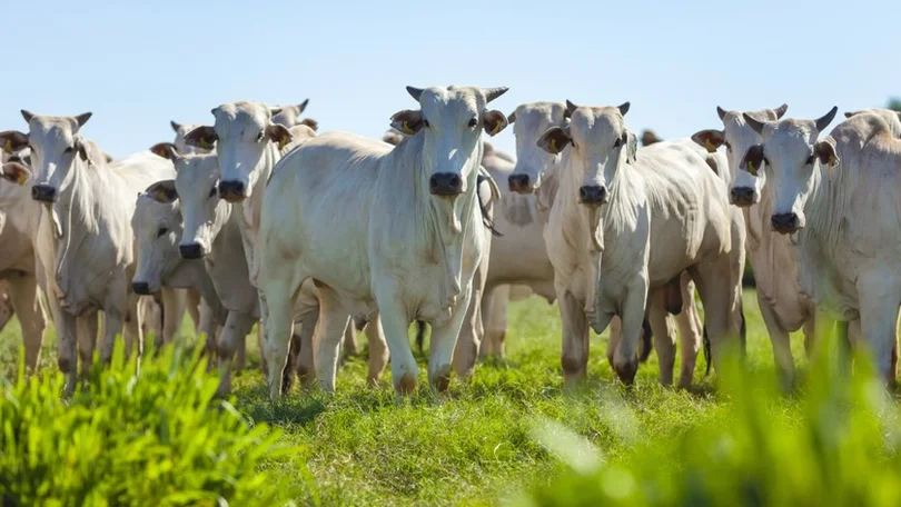 Imagem de Produtores agropecuários têm até hoje para se candidatarem a apoio de 24,3 milhões