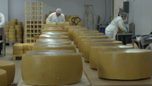 Imagem de Queijo de São Jorge vence 4 medalhas de ouro