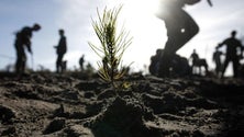 Imagem de Governo garante retorno do investimento na limpeza da floresta