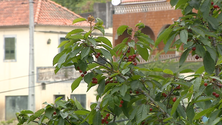 Imagem de Larva prejudica produção de cerejas (vídeo)