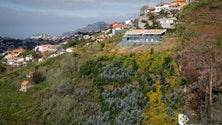 Imagem de Governo já limpou 350 hectares de terrenos no Funchal