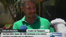 Criador de Papagaios tem mais de 100 exemplares