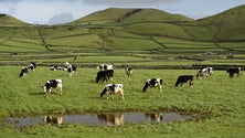 Imagem de Cientistas dos Açores querem melhorar a inseminação artificial em bovinos (Vídeo)